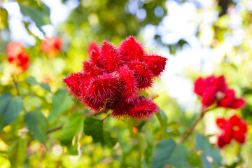 The spiky red seed pods of the Bixa orellana tree, also known as Annatto or Achiote.