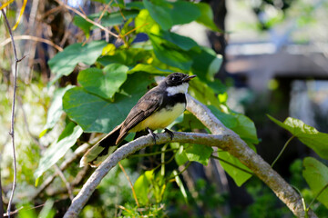A Malaysian Pied Fantail (Rhipidura javanica) perched on a branch.