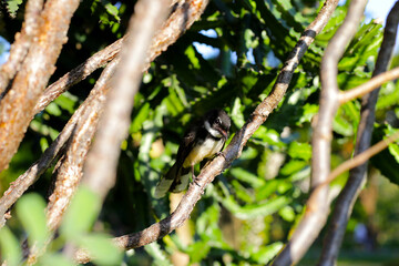 A Malaysian Pied Fantail (Rhipidura javanica) perched on a branch.