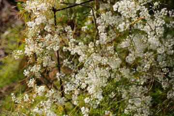 White flower of asparagus racemosus, commonly known as Shatavari, with its thorny stems and fine