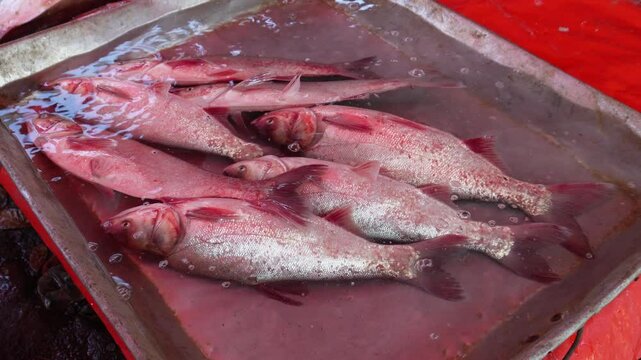 Several red red snapper fishes are inside vessel with full of water