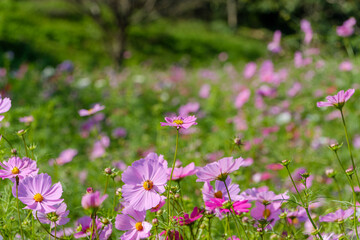 Obraz premium ピンクのコスモスが咲く秋の花畑