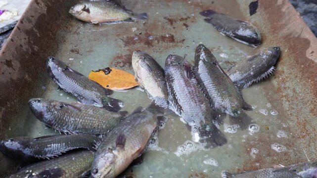 The climbing perch fishes are jumping on the tray for less of water