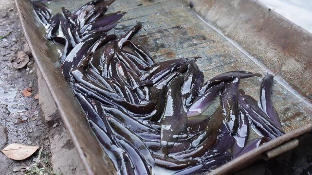 Several walking catfish are jumping on the large tray