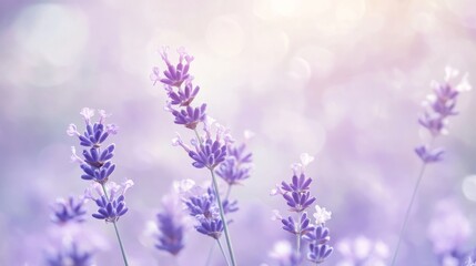 Fototapeta premium A soft lavender gradient background. Featuring muted purples, lilacs, and soft grays. Showcasing calmness and elegance. Ideal for wellness and relaxation themes