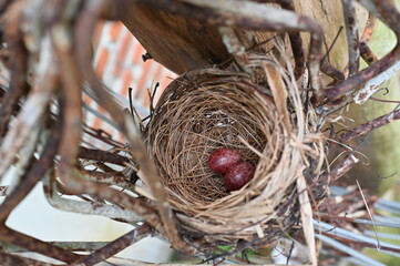bird nest in iron braces with 2 red eggs