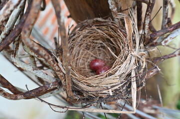 bird nest in iron braces with 2 red eggs