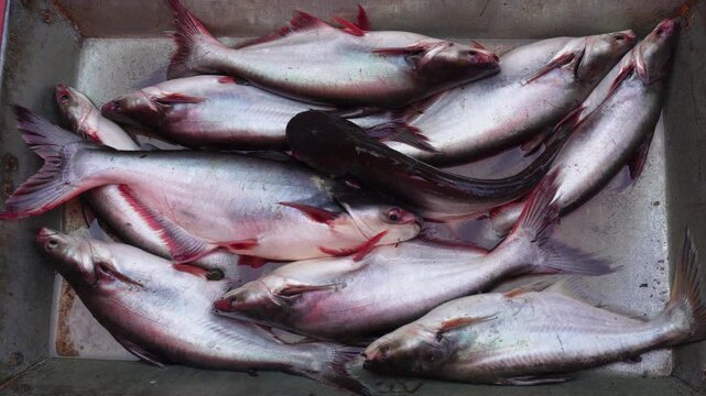 Pangasius fish commonly known as Basa fish in the fish market 