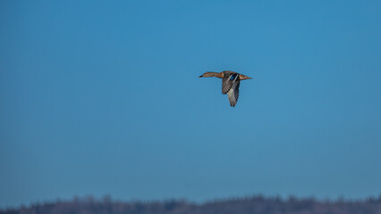 Stockente im Flug