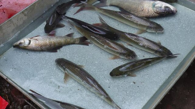 Several rohu fishes in the watery pot in the fish market 