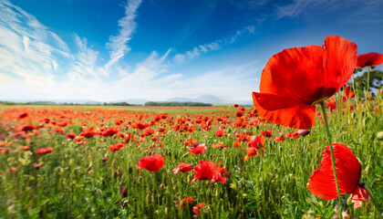 Paisaje relajante de primavera con un campo en flor lleno de amapolas rojas