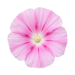 Vibrant pink morning glory flower showcasing intricate petals and gradient hues set against a crisp white backdrop