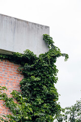 Fragment of brick building is enveloped by a dense layer of verdant ivy. lush foliage of plant ascends the wall and cascades over the edge of concrete ledge. nature reclaiming an urban environment