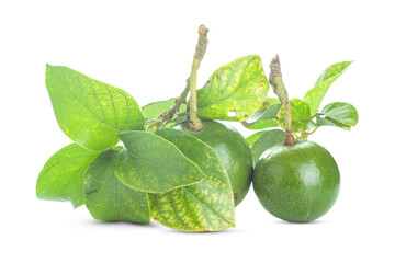 Fresh Avocado with leaf isolated on white background