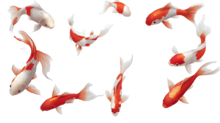 red and white koi fish isolated on white background