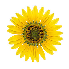 Fototapeta premium Vibrant golden sunflower bud with tightly packed unfolding petals showcasing a dark seed filled center on a clean white background