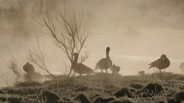 Ducks and geese on frosted ground by misty pond at sunrise Reykjavik Iceland