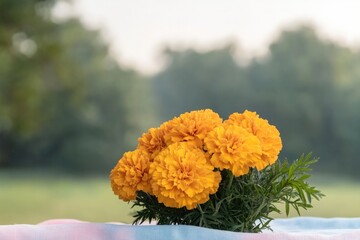 Bright marigolds create stunning focal point against blurred gre