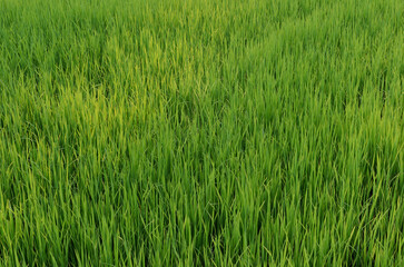 Natural Rice Field Texture