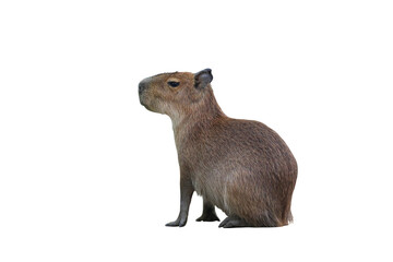 Capybara isolated on transparent background png file	