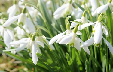 snowdrop flowers in spring