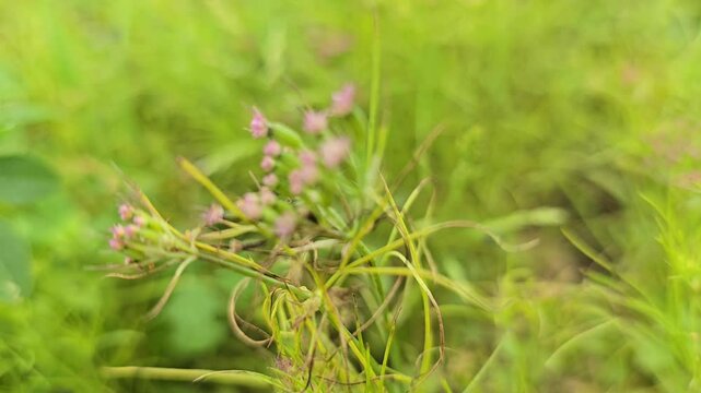Cumin Seeds Purple Blossoming Flowers