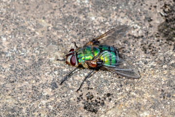 Rutilia formosa, a Metallic Bristle Fly on a Natural Background