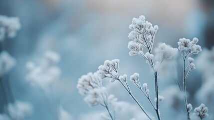 Frost-covered plants in a winter scene, close-up.