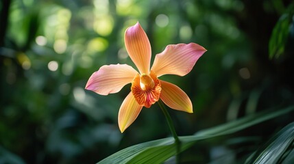 Fototapeta premium Vibrant orchid bloom tropical garden macro photography natural setting close-up beauty in nature
