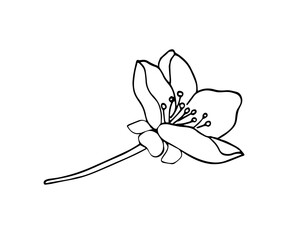 Apricot flower. Fruit flower illustartion on white. Isolated botanical sketch style illustration.