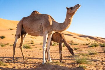 Arabisches Kamel mit Jungtier in der Wüste bei Sonnenuntergang