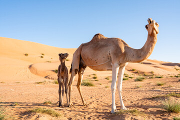 Arabisches Kamel mit Jungtier in der W&uuml;ste bei Sonnenuntergang
