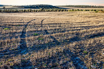 Huellas en los rastrojos