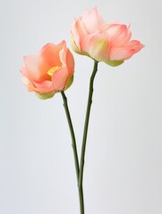 Obraz premium Two elegant pink flowers in a vase with green stems on grey background.