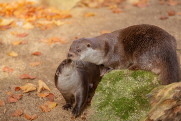 Obraz premium Love in the wild. A pair of otters in autumn, who gently cuddle each other, demonstrating sincere affection. Together forever. Love, animal relationships.