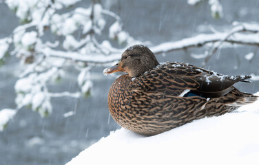 duck in snow