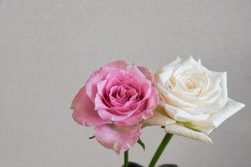 ピンクと白のばら