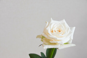 白薔薇