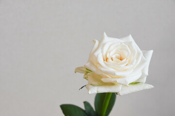 白薔薇