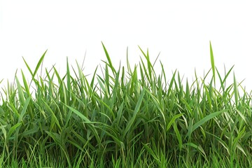Obraz premium Lush Green Grass Background for Springtime and Nature Designs
