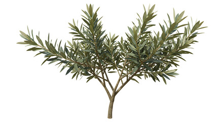 Realistic 3D Model Olive Tree Green Leaves Branch Plant Nature Bush Life Wood Stem Twig Grey Shrub  