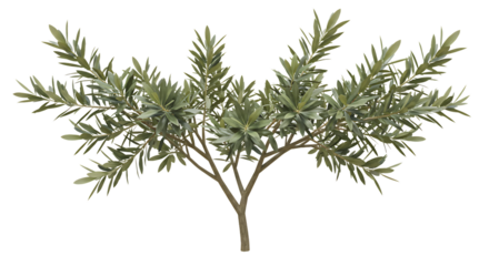 Realistic Olive Tree 3D Model Green Leaves Branch Nature Plant Wood Twig Leaf Bush Stem Root Wild   