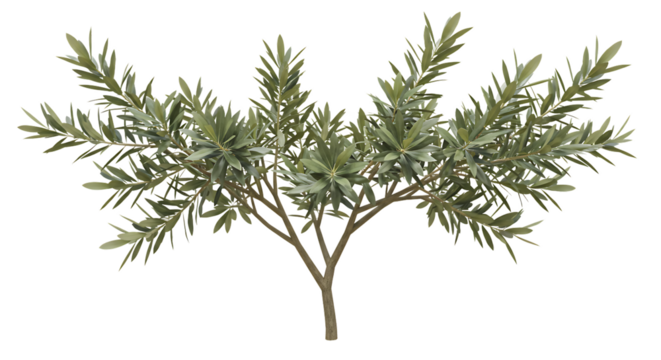 Realistic Olive Tree 3D Model Green Leaves Branch Nature Plant Wood Twig Leaf Bush Stem Root Wild   