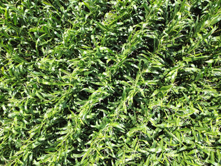 Corn everywhere and luckily no deer