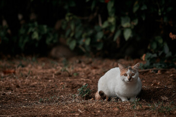 portrait of a cat in the park