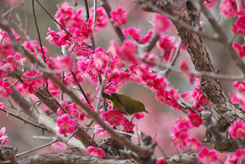 Crimson red plum blossoms in full bloom