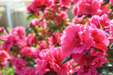 Blooming pink japan Azalea Ericaceae bush, Rosinetta, rhododendron flower background. Evergreen decorative plant outdoor or in orangery in botanical garden. Gardeining, plant breeding