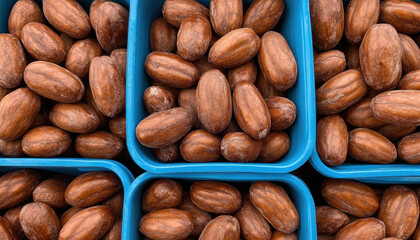 Obraz premium Fresh cocoa pods are displayed in blue containers, showcasing their rich brown color and smooth texture. This vibrant arrangement highlights beauty of cocoa harvesting