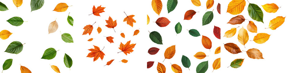 Obraz premium A captivating display of diverse autumn foliage in a variety of warm vibrant colors against a clean white background