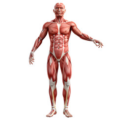 Anatomical Model of the Full-Body Muscles on Transparent Background
